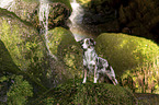 stehender Miniature Australian Shepherd