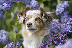 Miniature Australian Shepherd Portrait