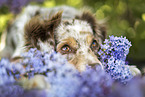 liegender Miniature Australian Shepherd