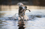 rennender Miniature Australian Shepherd