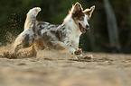 rennender Miniature Australian Shepherd