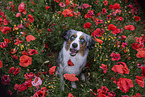 sitzender Miniature Australian Shepherd