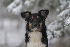 junger Miniature Australian Shepherd