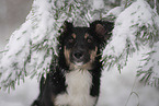 junger Miniature Australian Shepherd