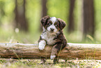 Miniature Australian Shepherd Welpe