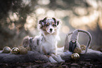 Miniature Australian Shepherd
