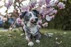 liegender Miniature Australian Shepherd