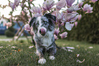 liegender Miniature Australian Shepherd