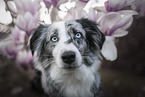 Miniature Australian Shepherd Portrait