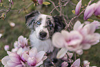 Miniature Australian Shepherd Portrait