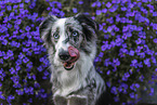 Miniature Australian Shepherd Portrait