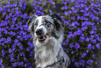 Miniature Australian Shepherd Portrait