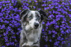Miniature Australian Shepherd Portrait