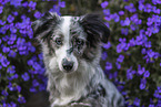 Miniature Australian Shepherd Portrait