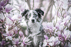 Miniature Australian Shepherd Portrait