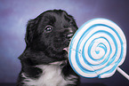 Miniature Australian Shepherd Welpe