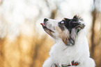 Miniature Australian Shepherd Portrait