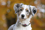 junger Miniature Australian Shepherd