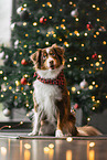 Miniature Australian Shepherd zu Weihnachten