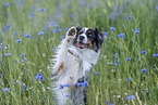 junger Miniature Australian Shepherd