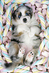 Miniature Australian Shepherd Welpe