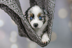 Miniature Australian Shepherd Welpe