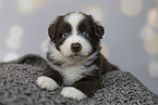 Miniature Australian Shepherd Welpe