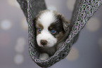 Miniature Australian Shepherd Welpe