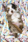 Miniature Australian Shepherd Welpe