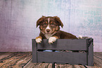 Miniature Australian Shepherd Welpe