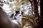 erwachsener Miniature Australian Shepherd