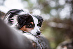 erwachsener Miniature Australian Shepherd