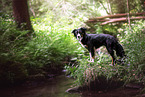 erwachsener Miniature Australian Shepherd