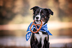 erwachsener Miniature Australian Shepherd