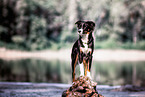 erwachsener Miniature Australian Shepherd