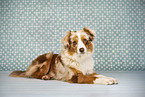 red-merle Miniature Australian Shepherd