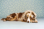 red-merle Miniature Australian Shepherd