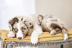 Miniature Australian Shepherd Welpe