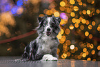 Miniature Australian Shepherd Hndin