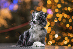 Miniature Australian Shepherd Hndin