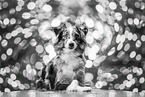 Miniature Australian Shepherd Hndin