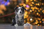 Miniature Australian Shepherd Hndin