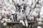 Miniature Australian Shepherd Hndin