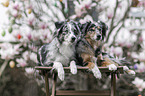 Miniature Australian Shepherd Hndinnen