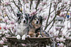 Miniature Australian Shepherd Hndinnen