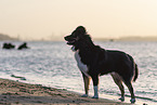 Miniature Australian Shepherd Rde