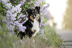 Miniature Australian Shepherd Rde