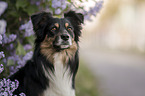 Miniature Australian Shepherd Rde