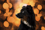 Miniature Australian Shepherd Rde