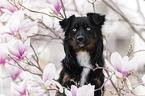 Miniature Australian Shepherd Rde